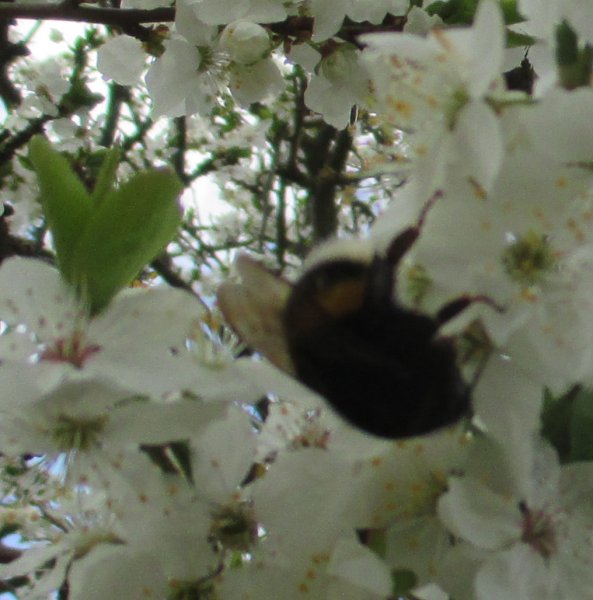 Prunus-třešeň