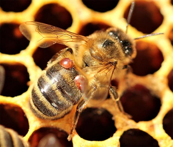 včela s kleštíkem