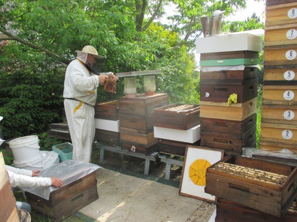 13.6.2020 přemetení včelstva na MZ