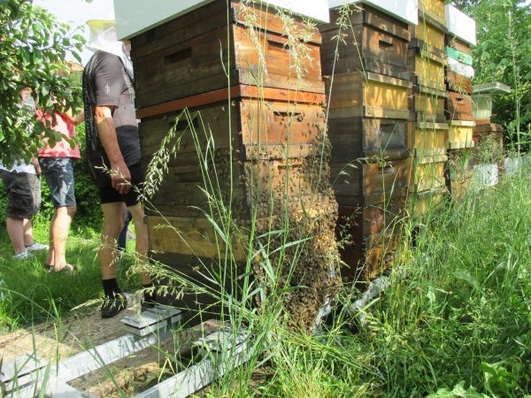 13.6.2020 vyvěšené včely po přemetení