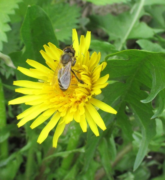 Taraxacum officinale