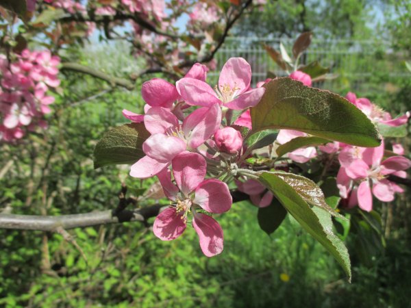 Malus-okrasná jabloň