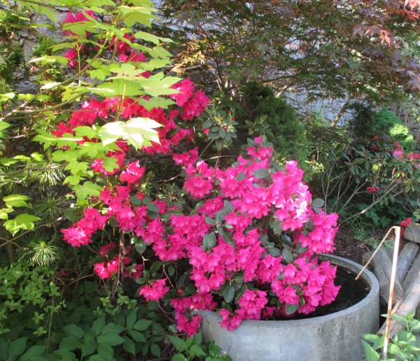 Rhododendron