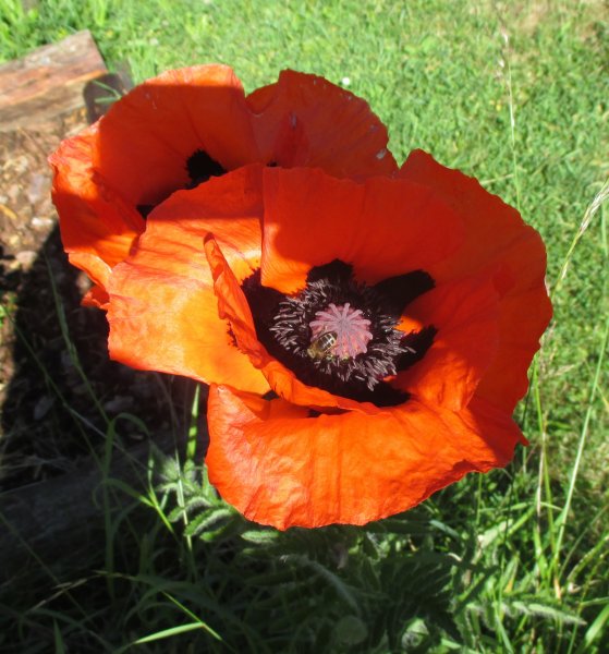 Papaver orientale