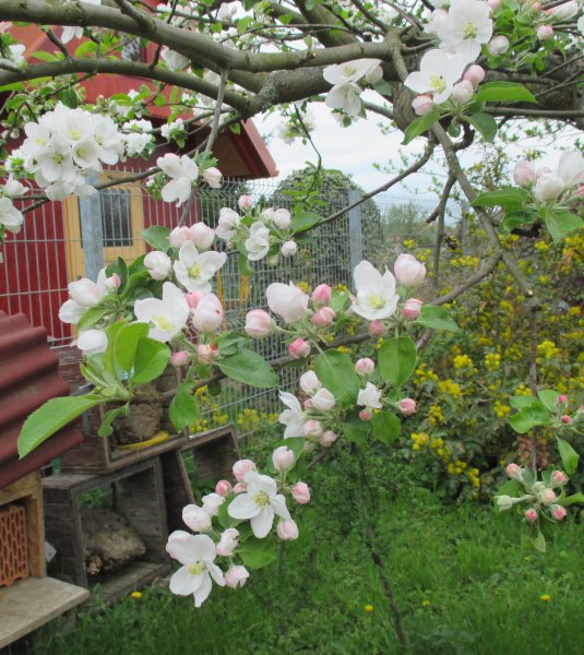 Malus