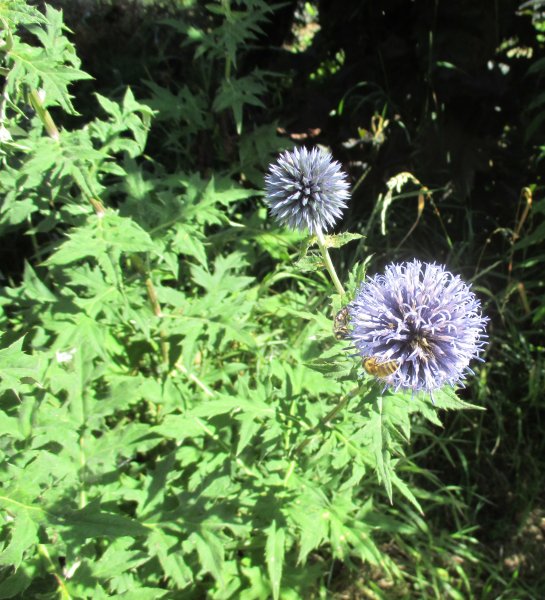 Echinops-Bělotrn
