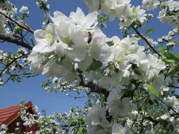 Malus