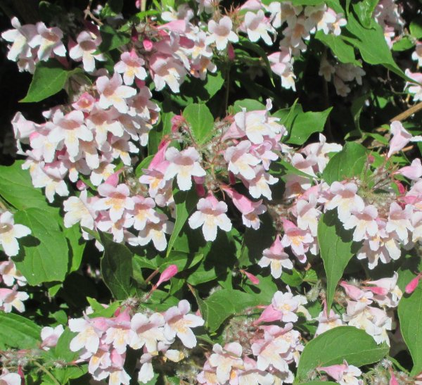 Kolkwitzia amabilis