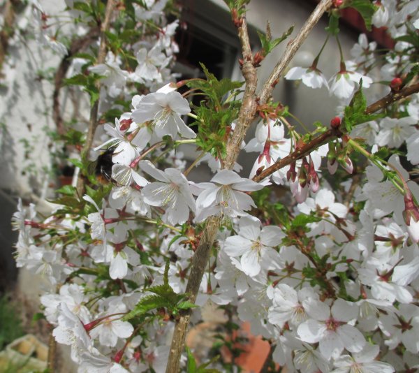 Prunus ? okrasná