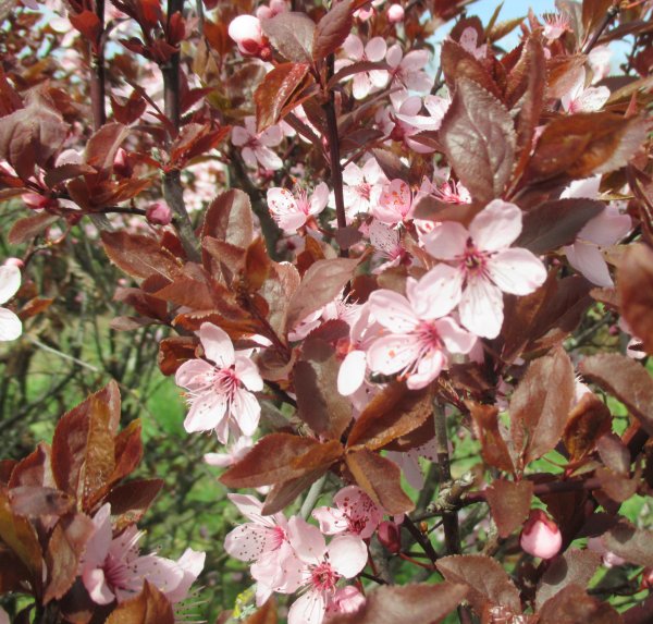 Prunus ? okrasná