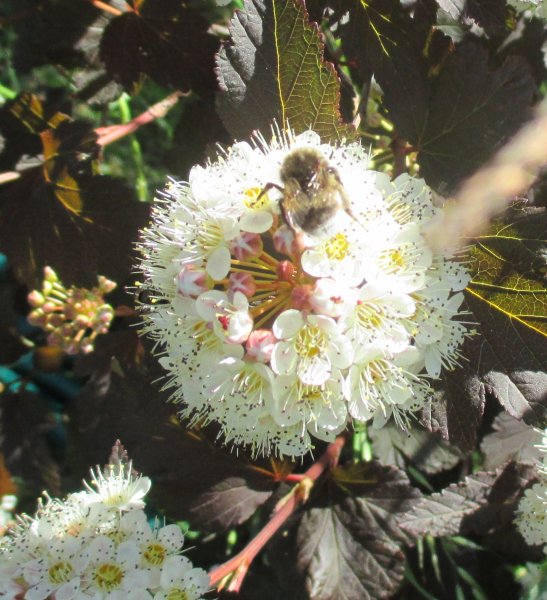 Physocarpus -Tavola