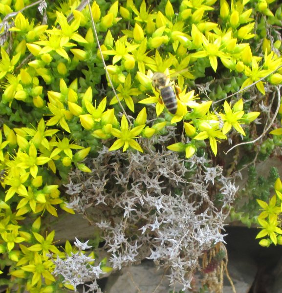 Sedum acre