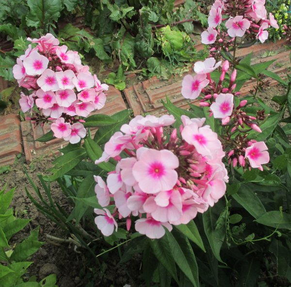 Phlox paniculata