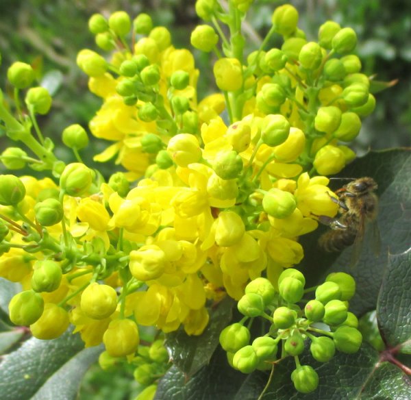 Mahonia