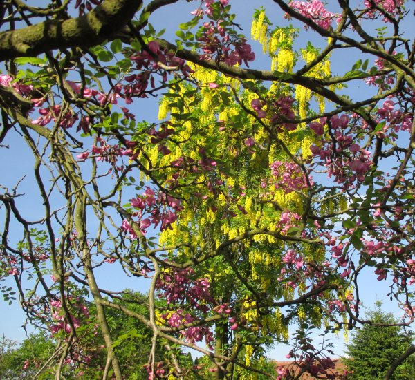Laburnum-Štědřenec