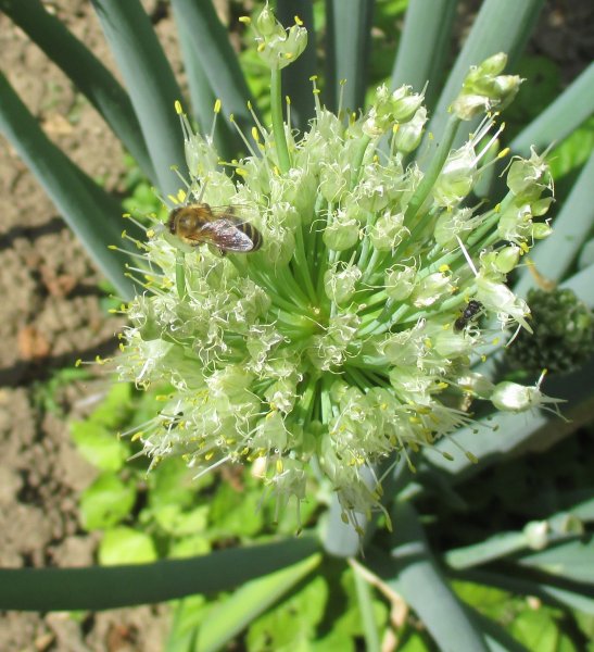 Alium-cibule sečka