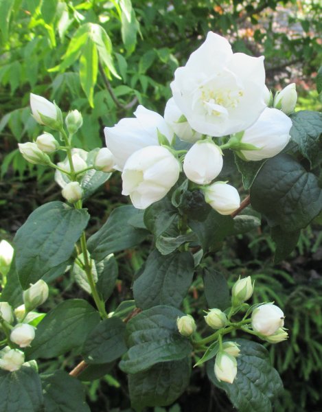 Philadelphus-Pustoryl
