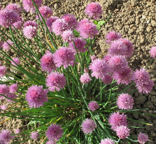 Alium-pažitka