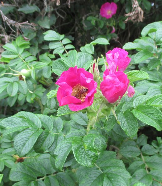Rosa rugosa