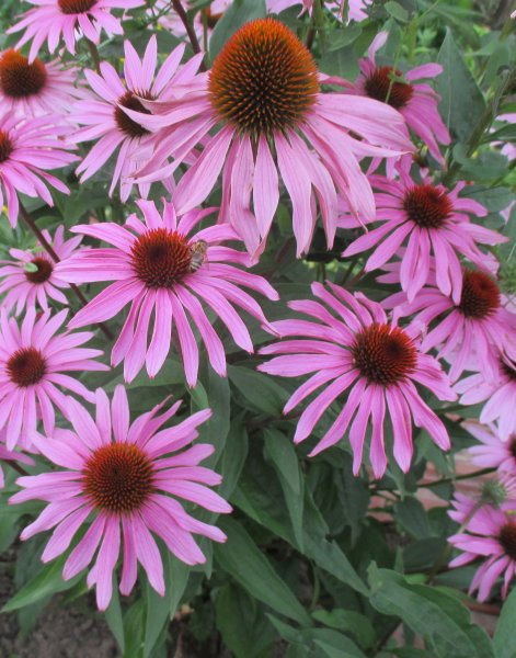 Echinacea