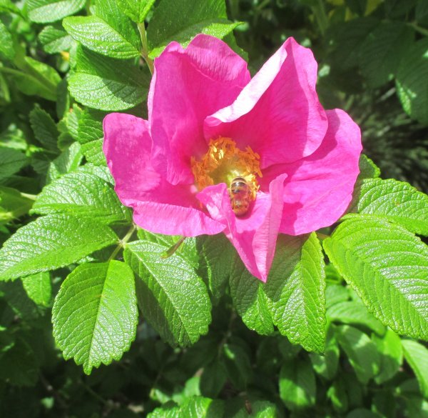 27.5.2020 Rosa rugosa