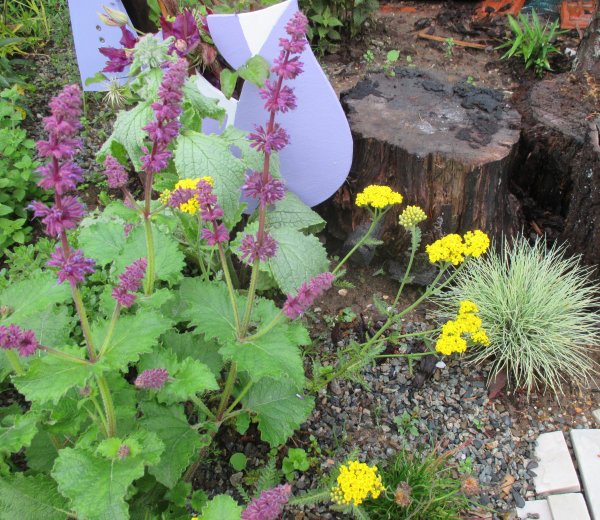 21.6.2020 salvia verticillata, déšť, chladno-vše bez včel